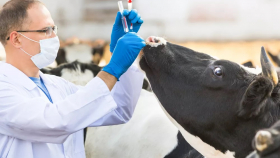 В России появятся два отечественных аналога вакцин от болезней скота